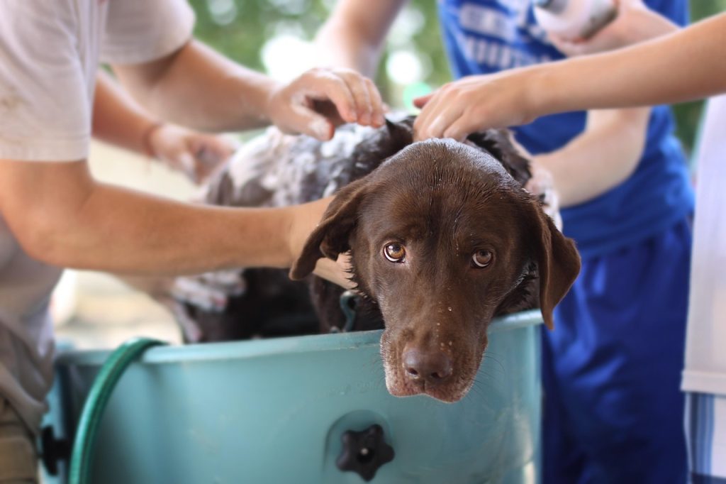 dog wash, tub, brown dog getting washed, water, nature, hose, bath, soap
