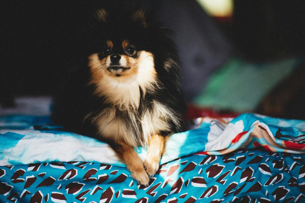 Adorable Pomeranian dog enjoying a sunny nap on a vibrant bedspread indoors.